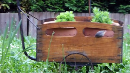 juvénile Rougequeue noir