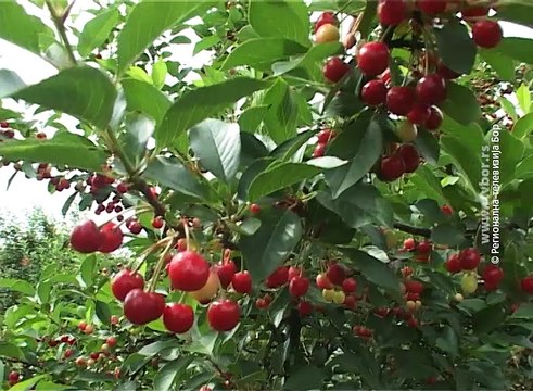 Selo moje, 05. jun 2016. (RTV Bor)