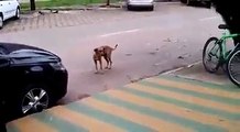Oh wow this dog is dancing on the song on the street Must Watch