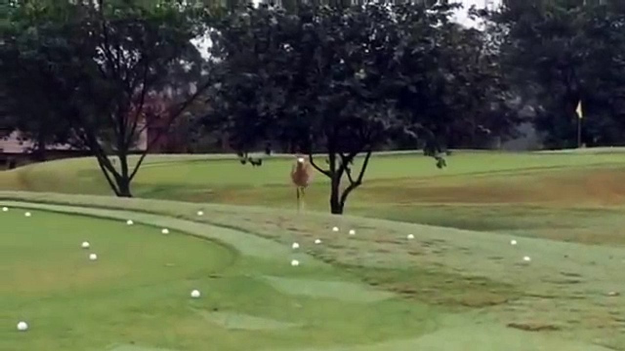 Un oiseau fait rebondir une balle de golf