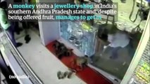 Monkey robs jewellery shop in southern India – video