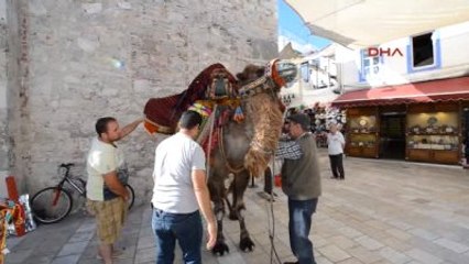 İngiliz Damat Ünlü Yapımcıya Deve ile Çeyiz Getirdi
