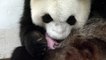 Le Bébé Panda De Pairi Daiza Dans Les Bras De Sa Maman : Un Moment Sensationnel !