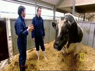 Gli Scienziati Hanno Creato Una "super-mucca"... Ne Valeva Davvero La Pena?