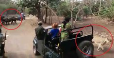 WATCH UNBELIEVABLE VIDEO: Law of jungle turns: Buffalo chases lioness in Gir National Park - Junagadh Gujarat, FULL VIDEO