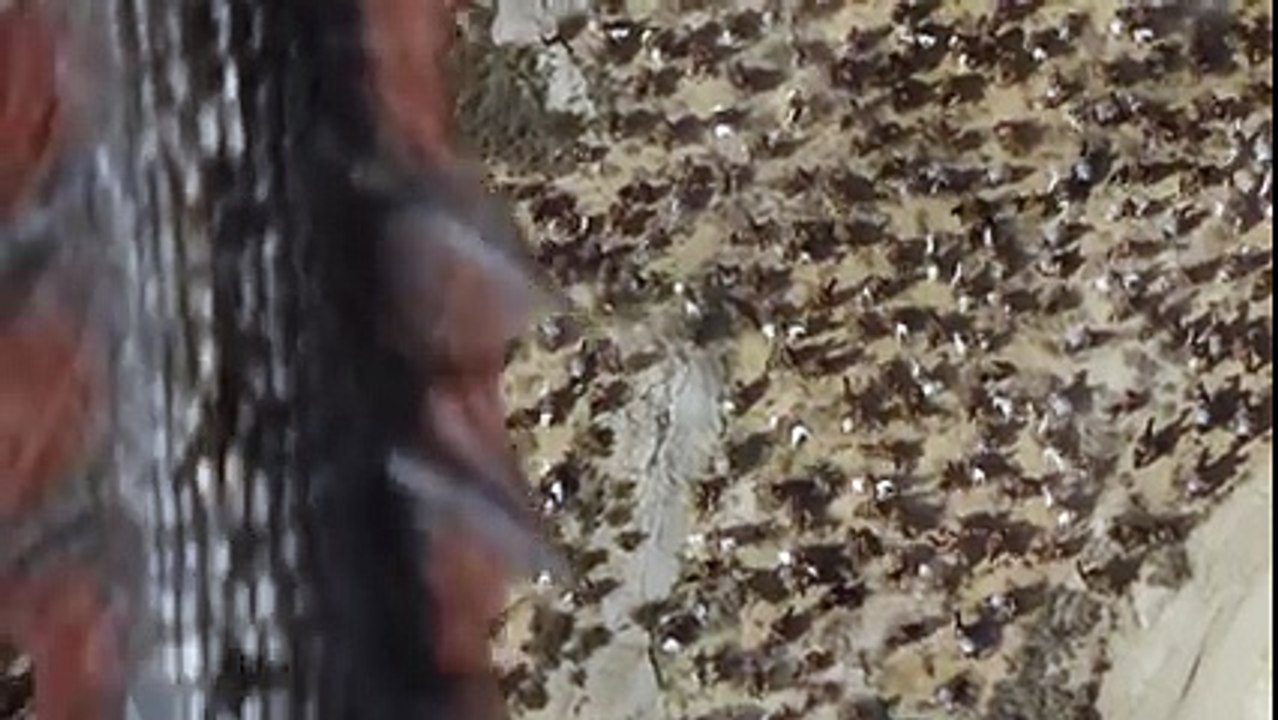 GAME OF THRONES Season 6 Episode 6 Epic Daenerys Targaryen Clip (2016) HBO Series