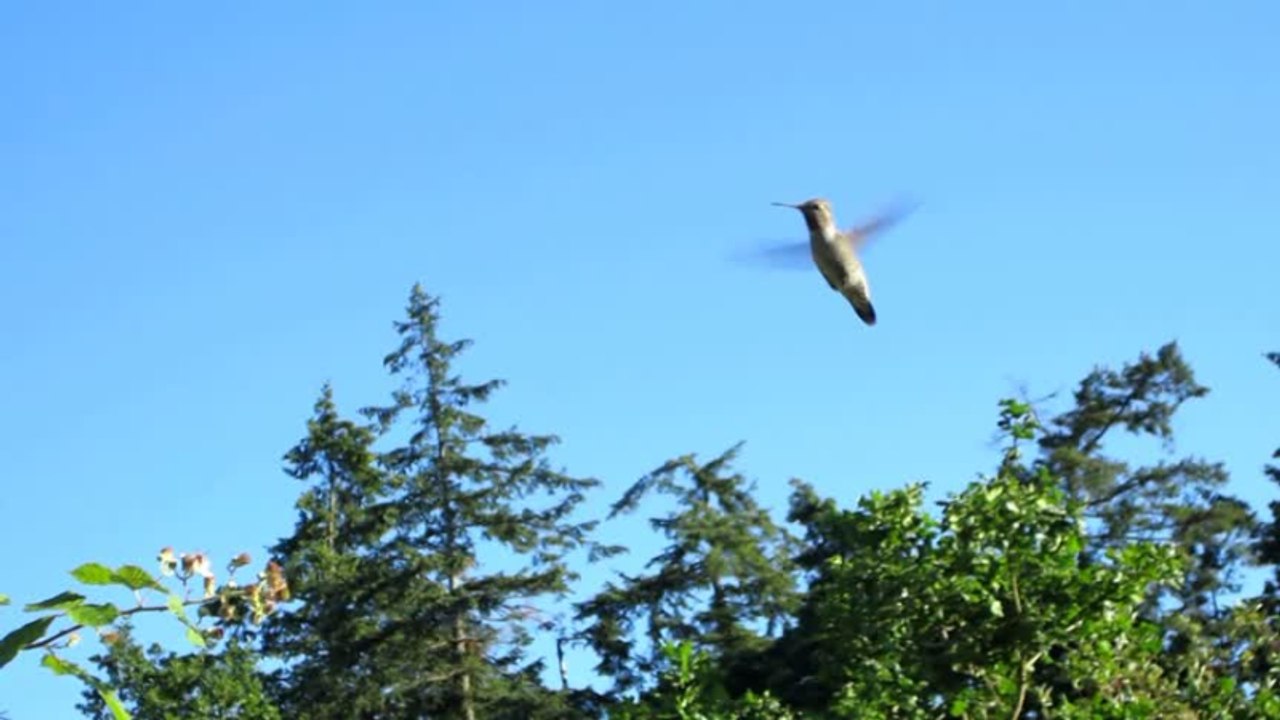Hummingbird Loves My QuadCopter!