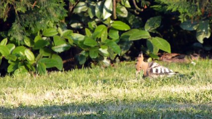 Huppe fasciée 05-06-16