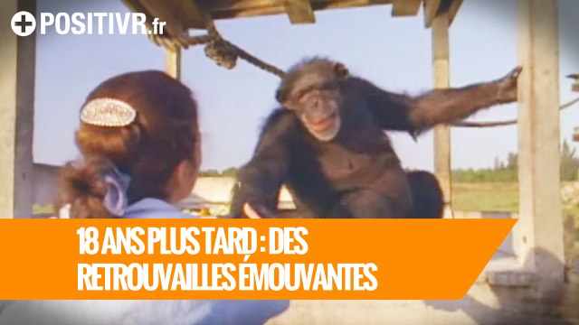 18 ans plus tard : retrouvailles émouvantes avec des chimpanzés