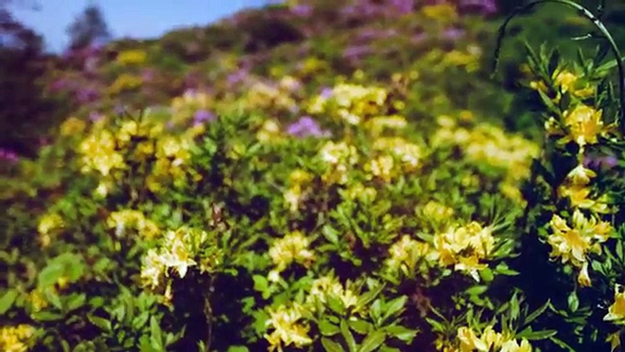 Serkan Modalı - Hoşça Kal