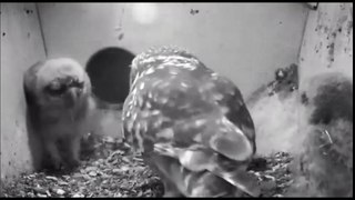 Screech Owls 6-5-16 waiting for food sleeping