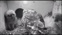 Screech Owls 6-5-16 waiting for food sleeping
