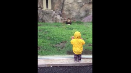 Un lion attaque un enfant par derrière dans un zoo.