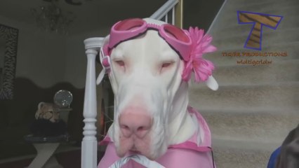 Animals never fail to make us laugh - Super funny animal compilation