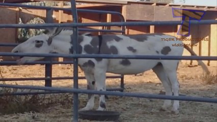 Funny animals are best try not to laugh challenge - Funny animal compilation