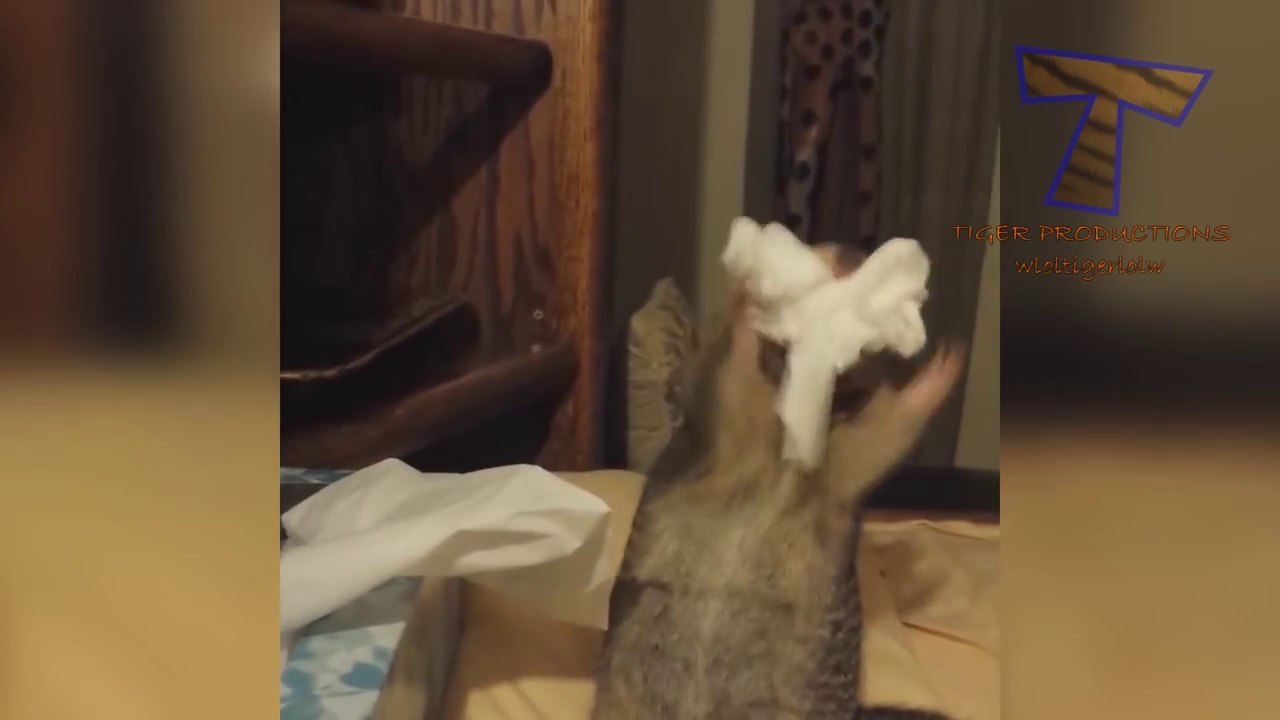 Best and funniest squirrel & chipmunk videos - Funny and cute animal compilation