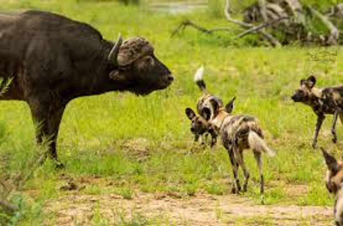 Les Chiens Sauvages vs Un Buffle
