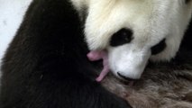 Le Bébé Panda De Pairi Daiza Dans Les Bras De Sa Maman  Un Moment Sensationnel !