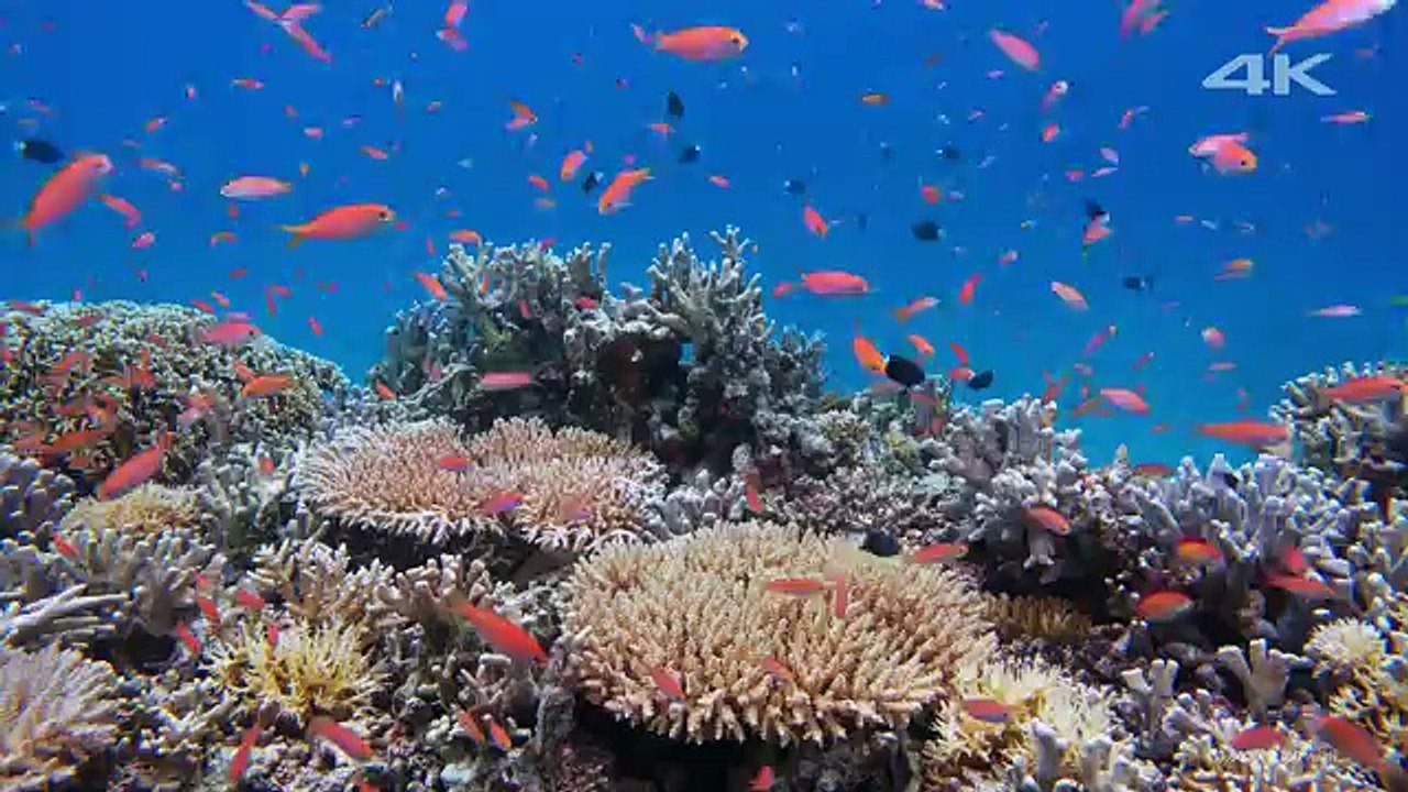 Sony 4K Demo: Beautiful Sea in Okinawa