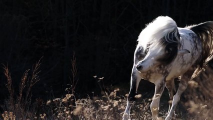 Alexandra Stan - Ecoute (feat. Havana) | Official Music Video