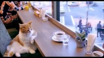 Смешное видео про котов ВЫПУСК #6