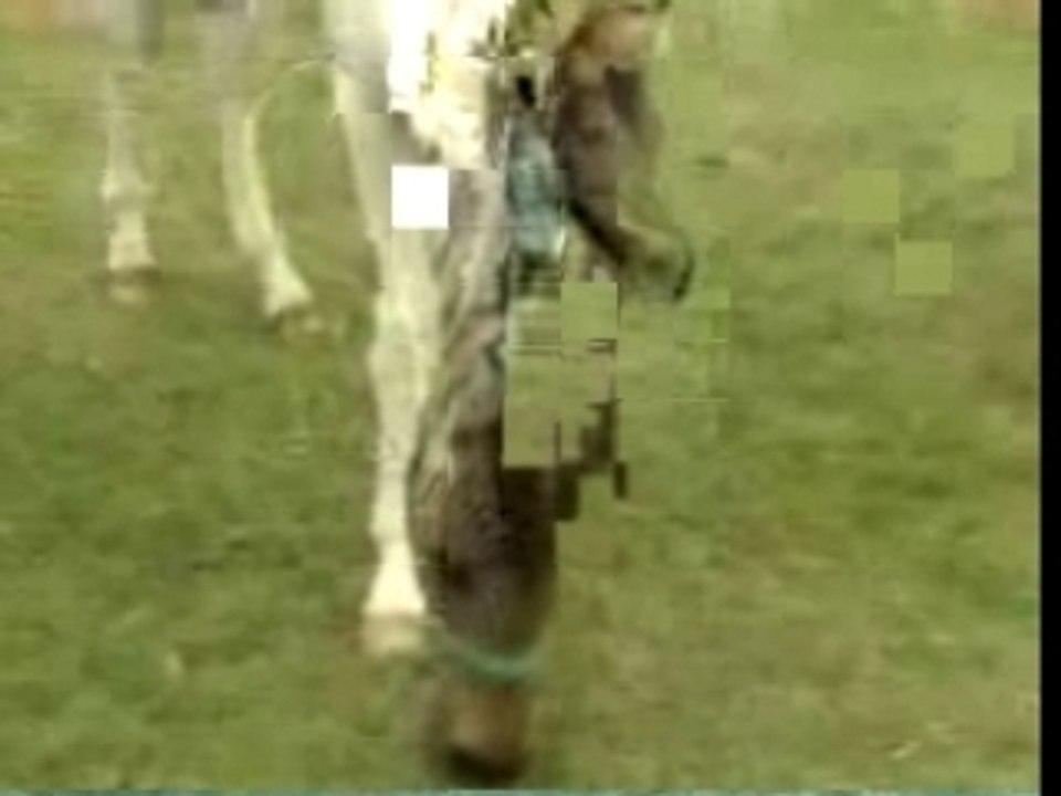 Moitié cheval, moitié zèbre