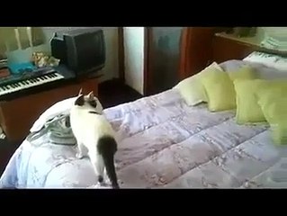 Funny Videos - Crazy Cat Answering the Phone!