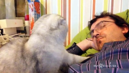 Bored cat's life Day by day  Как скучна жизнь домашнего кота