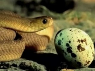 Snake-Eating-An-Egg