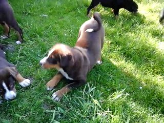 Bébés Hana x Gamiro - 2 mois