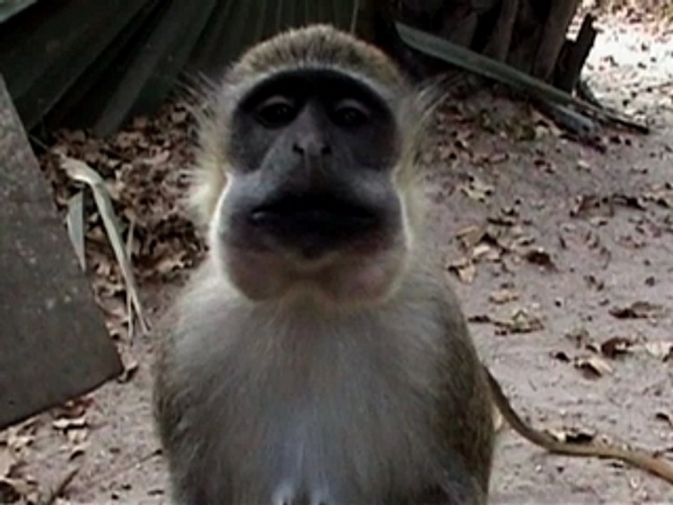 Die freudenshow - 02.02.2007