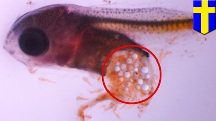 Fish are eating microplastic like junk food, and it’s killing them