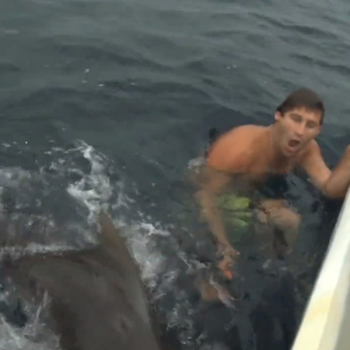 A man almost gets bit by a shark