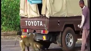 Monkeys in Action