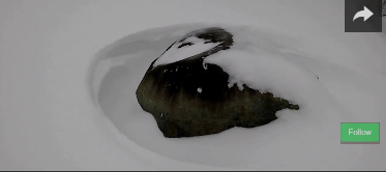 Snow Falls