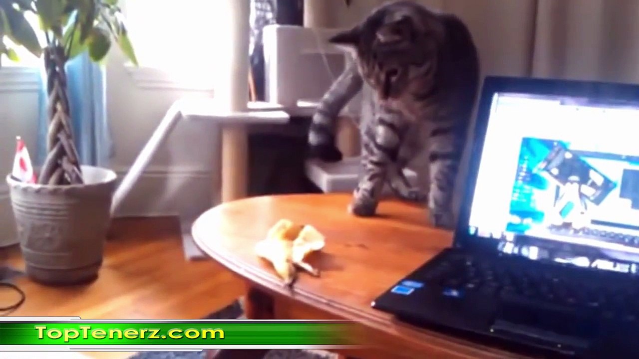 FUNNY CATS compilation HD (must see funny cat videos)