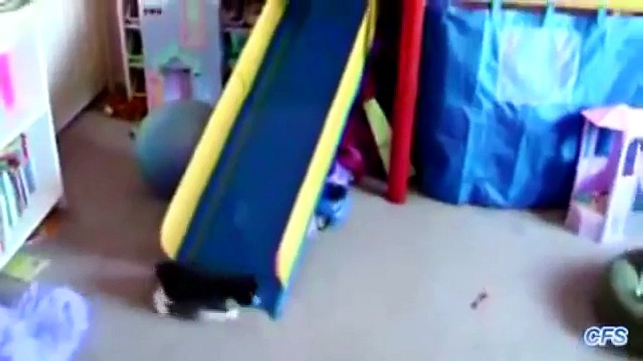 BEST Funny Cats Compilation [Must See]