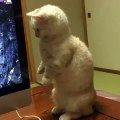 Munchkin Cat Surprised By iMac Computer Disk Ejection