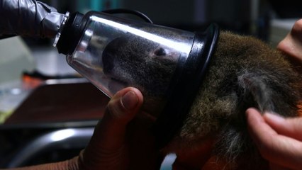Le koala australien vit des heures bien sombres