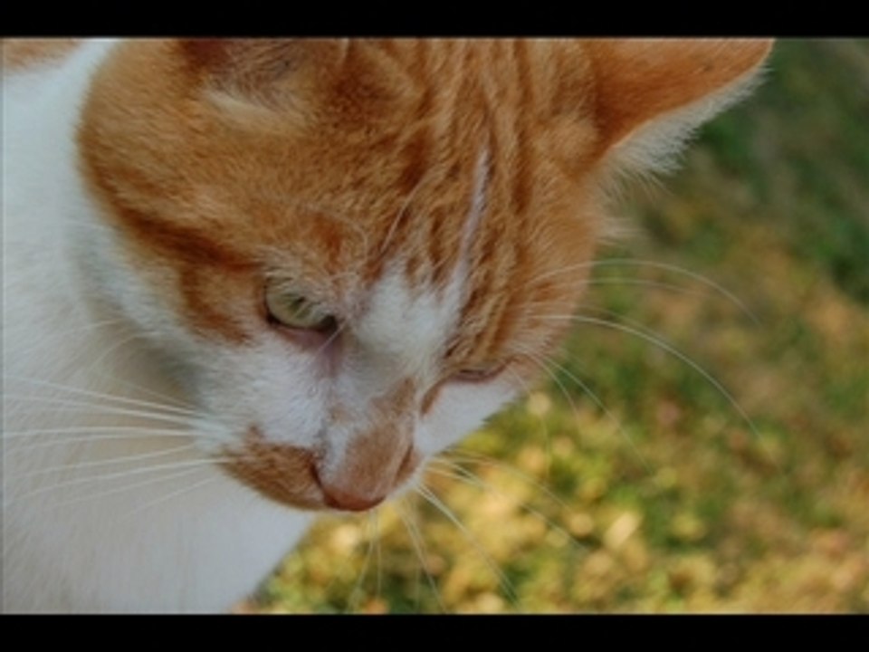 Mon chat