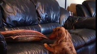 Dachshund Uses Pillow to Step Up to Couch