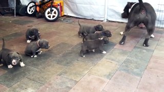 American Bully Dog Gets Swarmed by Puppies