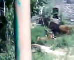 Human Eat By Tiger & Lion Attack Kabul Zoo Afghanistan2016  - Video Dailymotion