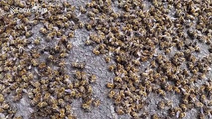 Dozens of bees found dead on London street