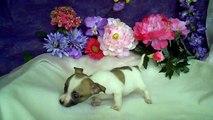chihuahua pups te koop, geboren 20 juni 2011, woefkesranch