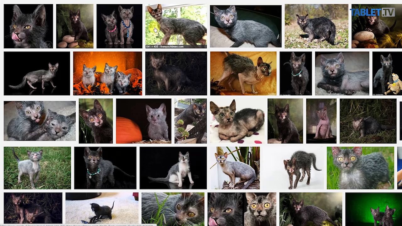 Nevšedná mačka: Správa sa ako pes a padá jej srsť, akoby bola chorá