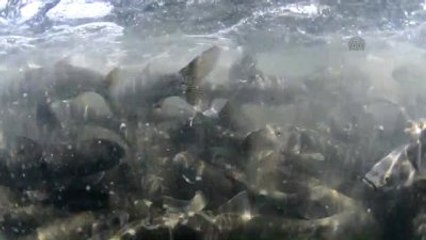 İnci Kefalinin Zorlu Yolculuğu Su Altında Görüntülendi