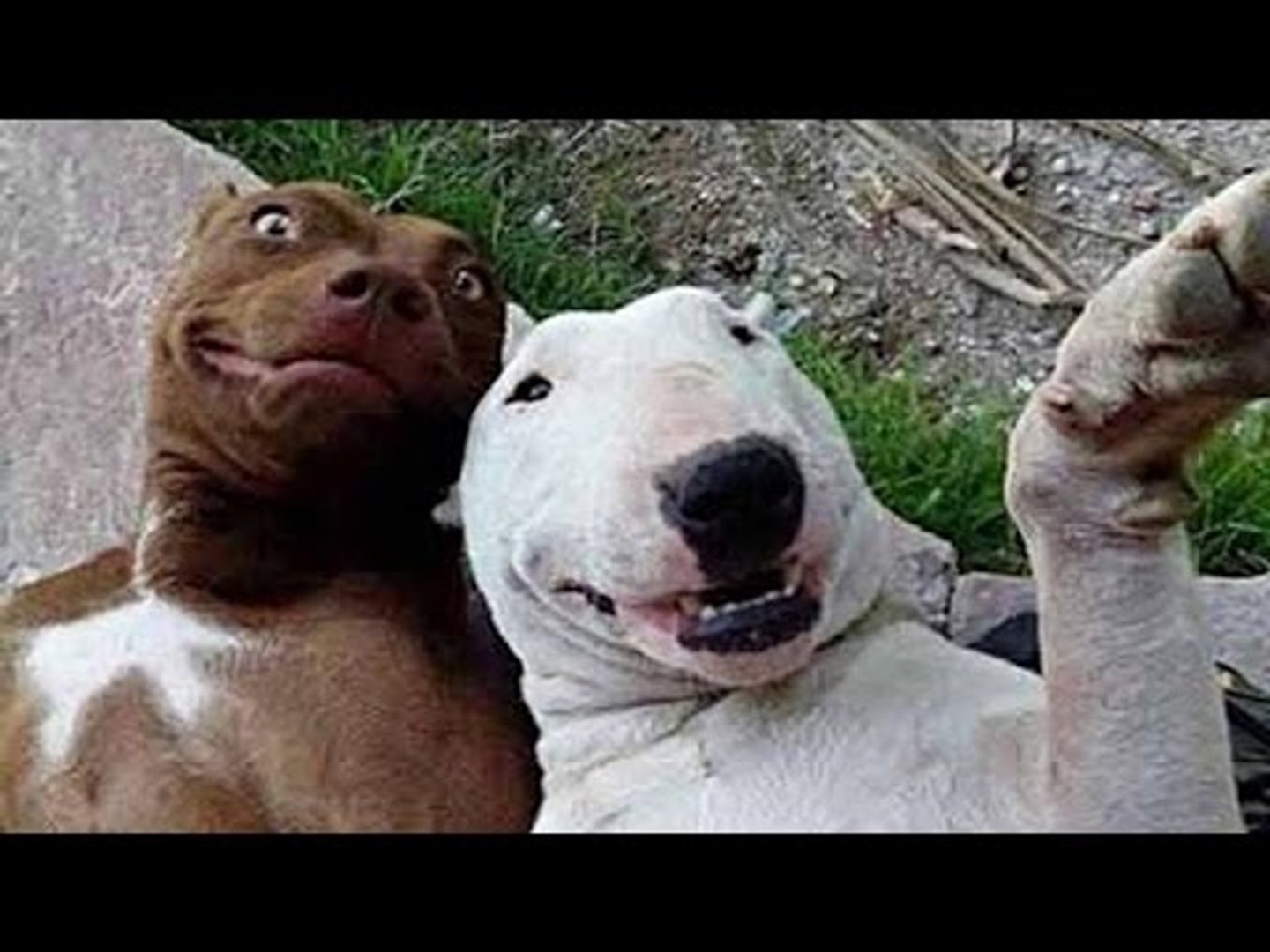 ⁣Funny annoying animals -- Funny animals compilation