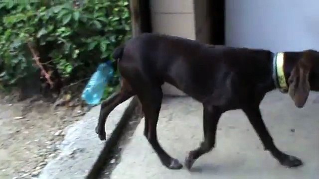 Voici 1 Braque Allemand Truite + un Braque Allemand marron