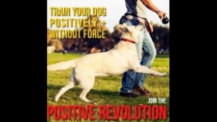 Kaspu Punifursity - - Dog training Singapore